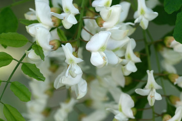 Flowers of white acacia