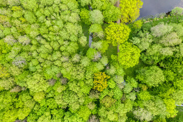 Green forest foliage aerial view woodland tree canopy nature background