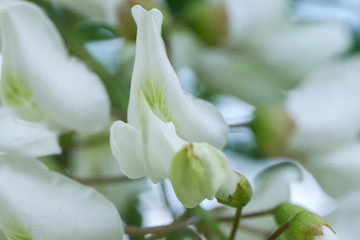 Flowers of white acacia