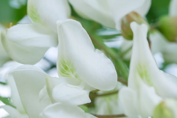 Flowers of white acacia
