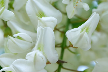Obraz na płótnie Canvas Flowers of white acacia