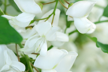 Fototapeta na wymiar Flowers of white acacia