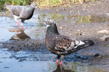 City pigeons in a puddle