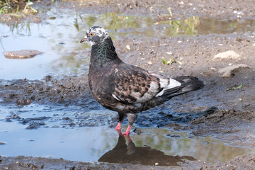 City pigeon in a puddle