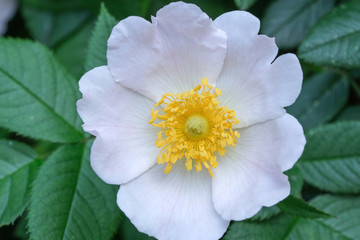 White flower of a dogrose