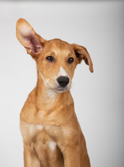 Puppy with one ear up