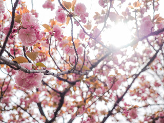 Cherry blossom tree or Prunus serrulata full blooming in Japan local park