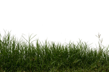 Obraz na płótnie Canvas Grass isolated on white background. Clipping path.
