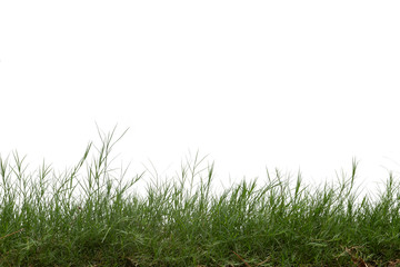 Grass isolated on white background. Clipping path.