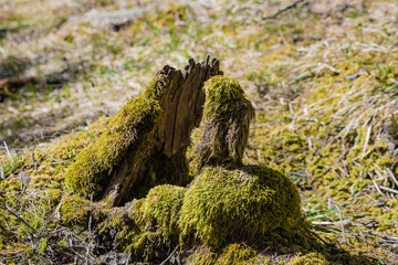 Moos überwachsener Baumstump