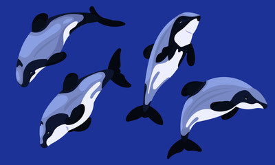 Fototapeta premium Maui's dolphin the world's rarest and smallest subspecies of dolphin