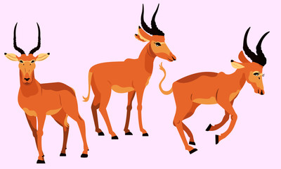 Vector of The Hirola most endangered antelope