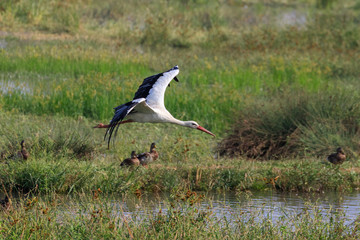 cicogna bianca in volo (Ciconia ciconia)
