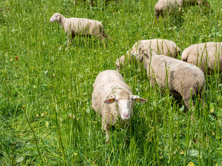  Schafe grasen auf der Weide Bauernhof