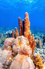 Naklejka na ściany i meble Coral garden in Caribbean