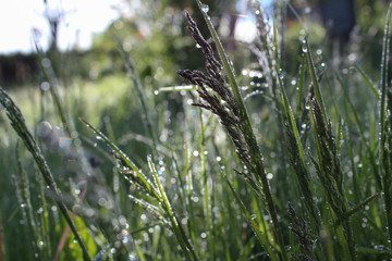 Regentropfen im Gras an einem sonnigen Morgen.