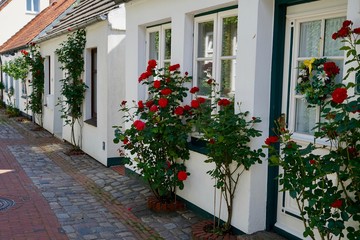 Straße mit Rosenschmuck in Wyk auf Föhr