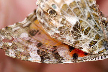 dead butterfly holding in hand