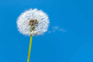 One dandelion on a blue sky.