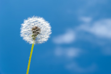 One dandelion on a background of blue sky and white clouds.