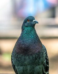 Common Pigeon in park