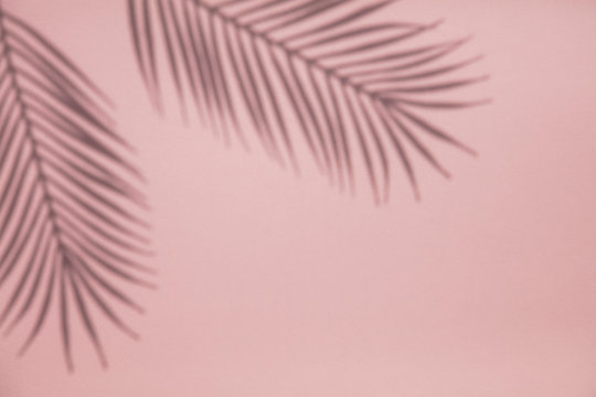 Tropical Palm Tree Leaf Shadow On A Pastel Pink Background. Summertime Layout