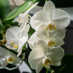Fototapeta na wymiar Luxurious branch of white phalaenopsis orchid flower Phalaenopsis, known as the Moth Orchid or Phal on black background. The rays of the sun fall on the orchids. Magical idea for any design.