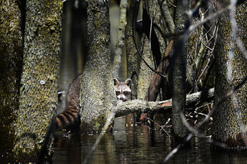 Racoon hiding in woods