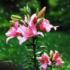 Water sprayed on pink lilie flower. © slunicko24