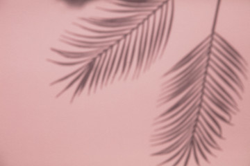 Fototapeta na wymiar Tropical palm tree leaf shadow on a pastel pink background. Summertime layout