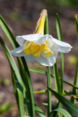 Daffodil (narcissus) 'Lemon Beauty' growing outdoors in the spring season