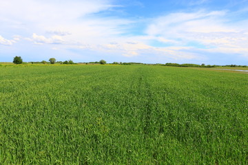 Wheat field against a blue sky