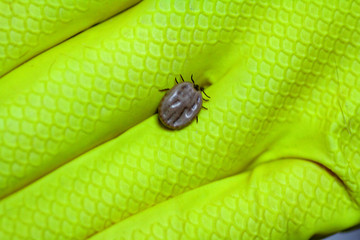 Two blood filled mites crawl along the green leaf