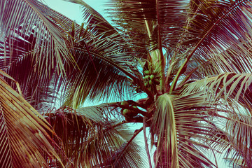 Coconut palm tree foliage under sky. Vintage background. Retro toned poster. - 269385286