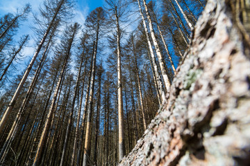 Borkenk&auml;ferbefall an Fichten 