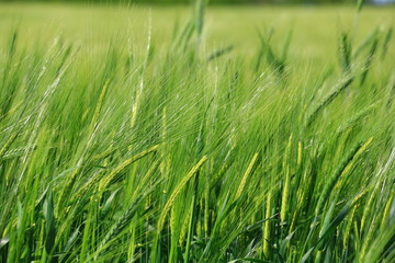 Detail of the Barley Spike