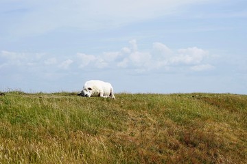 Deichlandschaft mit liegendem Schaf (Föhr)