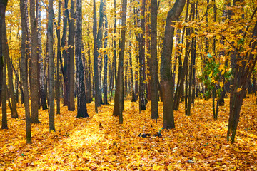 Trees and yellow fallen leaves