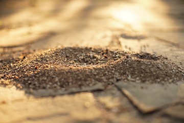 Small nests of ants in the stone floor of wild tiles in the sunny courtyard.
