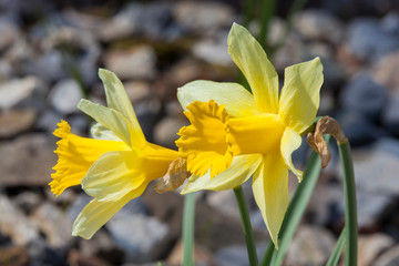 Narcissus pseudonarcissus 'Lobularis' (daffodil) growing outdoors in the spring season