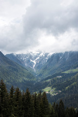 Flowers in Logar Valley between snowy mountains forest in Spring vacation tourist, Logarska dolina, Slovenia&nbsp;