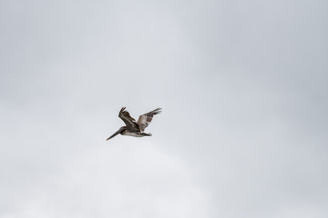 Pelican flying in Santa Barbara, California