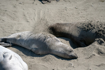 Elephant seals in California, USA