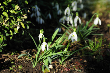 snowdrops in garden in morning light