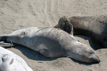 Elephant seals in California, USA