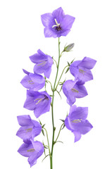 Bellflower stem