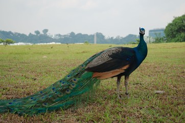 peacock in park