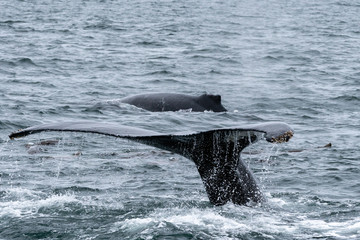 Obraz premium Humpback whales in California, USA