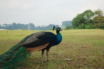 peacock in park