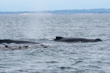 Fototapeta premium Humpback whales in California, USA